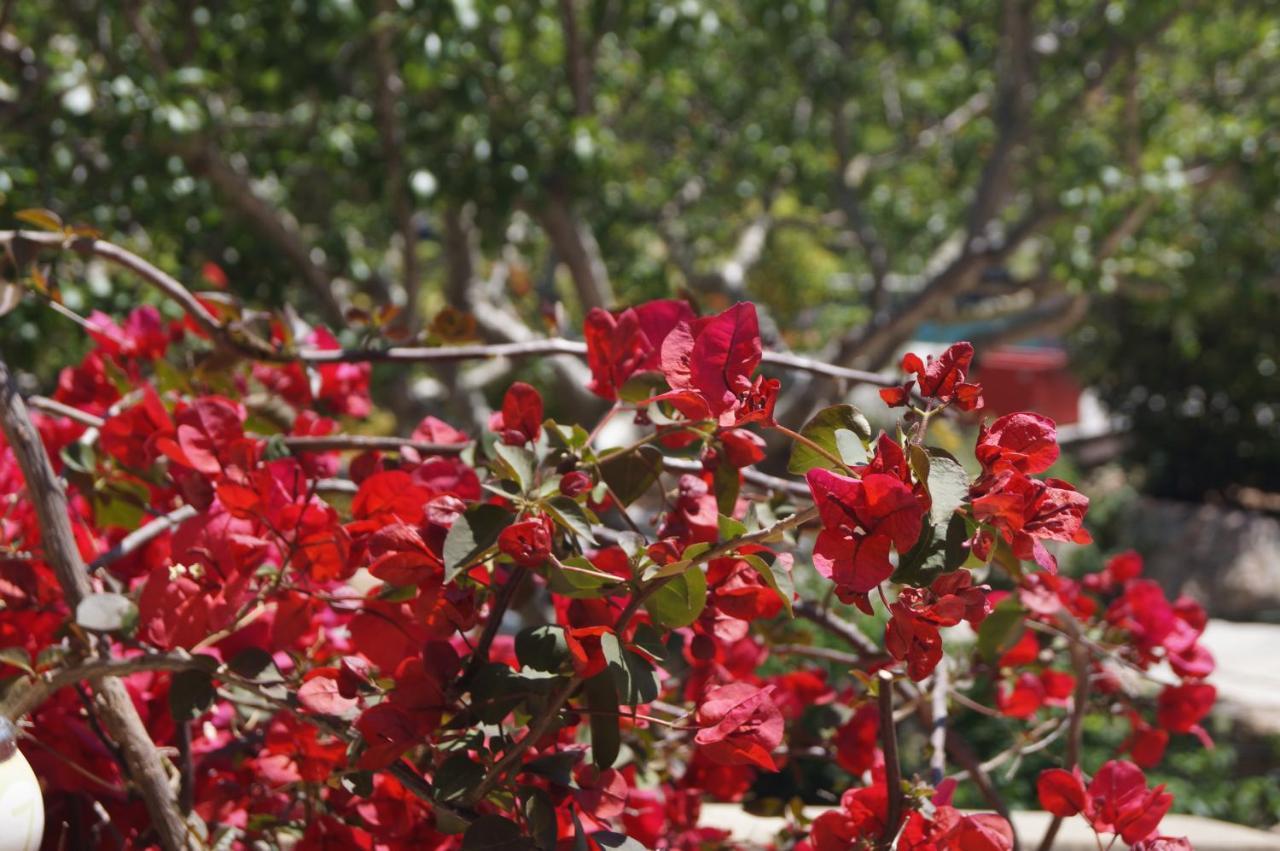 Les Jardins De Santa Giulia - Charmante Chambre D'Hote Порто-Веккіо Екстер'єр фото